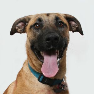 Hey Im Rhea I am a super smart girl that has lots of basic obedience down If youre looking for