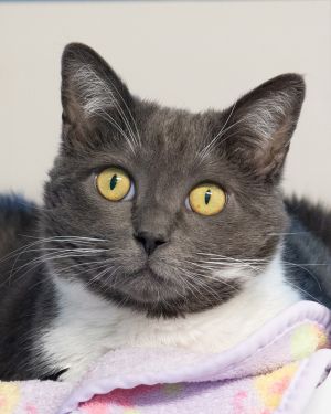 Hello my name is Danielle I am a very inquisitive cat looking for my forever home Im a pretty ou