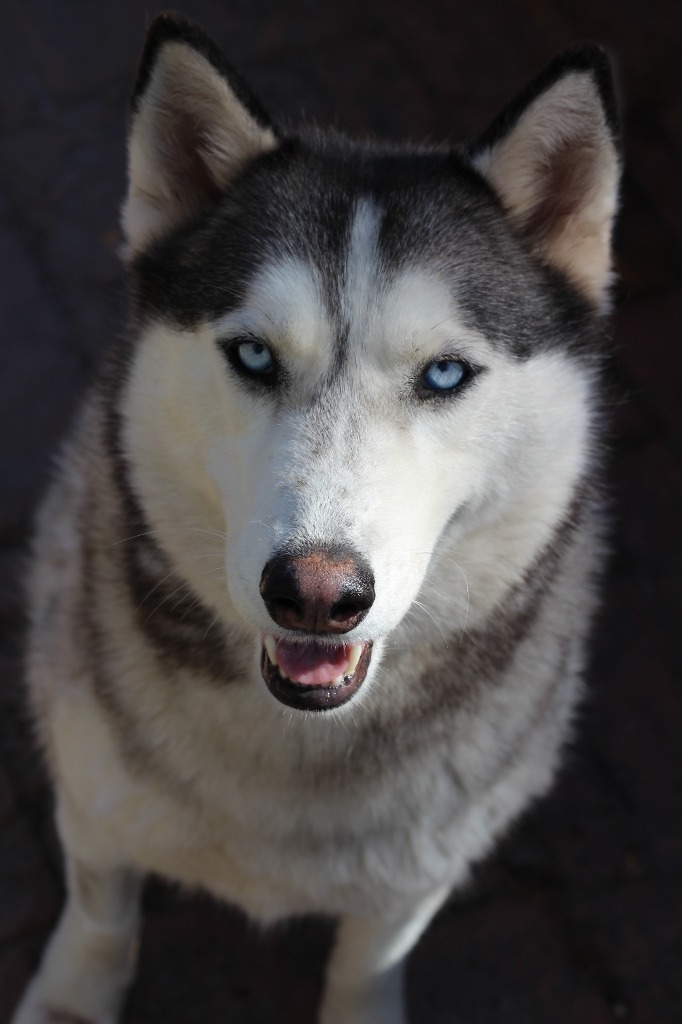 Sweetie, an adoptable Husky in Ashland, WI, 54806 | Photo Image 1