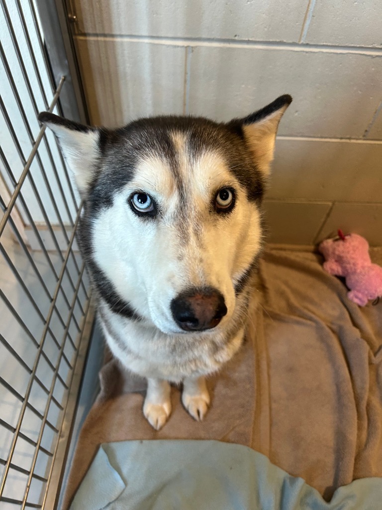 Sweetie, an adoptable Husky in Ashland, WI, 54806 | Photo Image 2