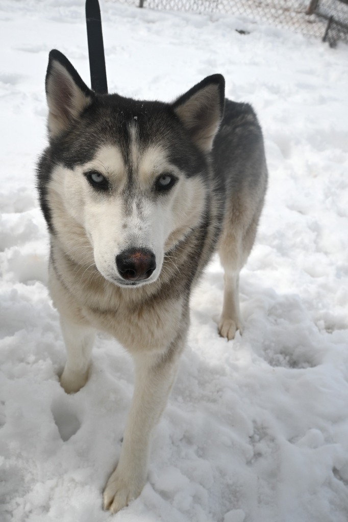 Sweetie, an adoptable Husky in Ashland, WI, 54806 | Photo Image 3