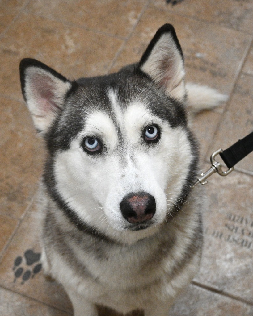 Sweetie, an adoptable Husky in Ashland, WI, 54806 | Photo Image 5