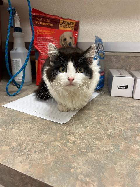 SQUEAKS, an adoptable Domestic Long Hair in Santa Barbara, CA, 93111 | Photo Image 1