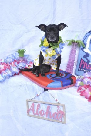 Mimsy Magical Mimsy is a whimsical silly and playful little Chihuahua-Iggy mix She is about 3 ye
