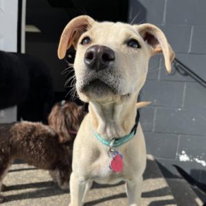 Meet Lizzie Shes the sweetest lab mix She is still working on potty training 