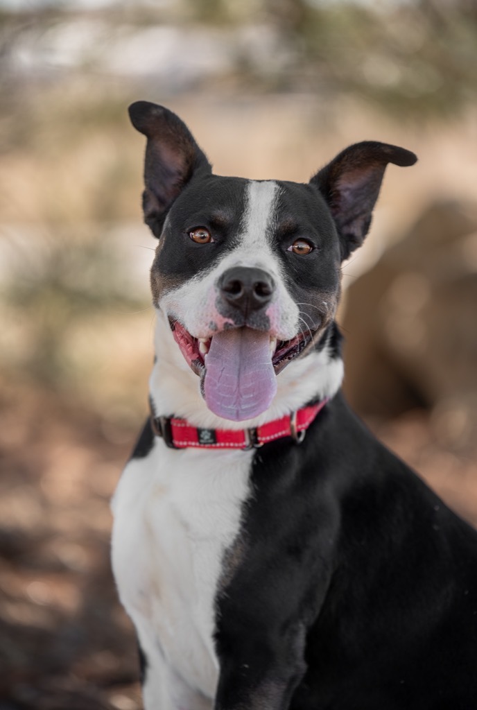 Groot, an adoptable Pit Bull Terrier, Mixed Breed in Gillette, WY, 82716 | Photo Image 2