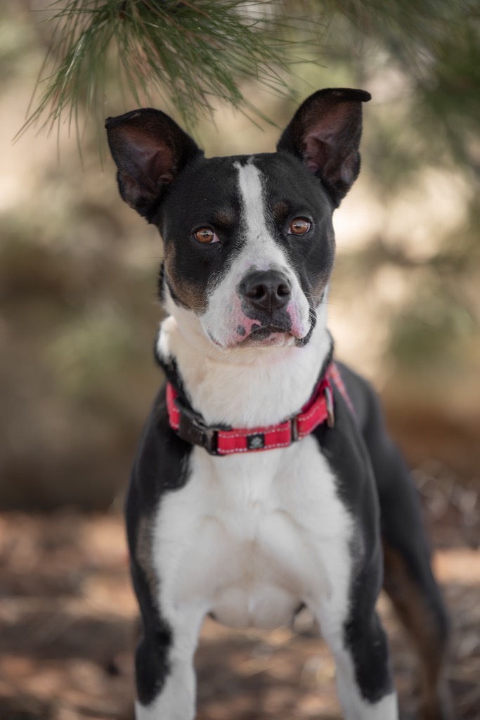Groot, an adoptable Pit Bull Terrier, Mixed Breed in Gillette, WY, 82716 | Photo Image 4