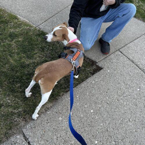 Piper, an adoptable Terrier, Mixed Breed in Elizabeth, IL, 61028 | Photo Image 3