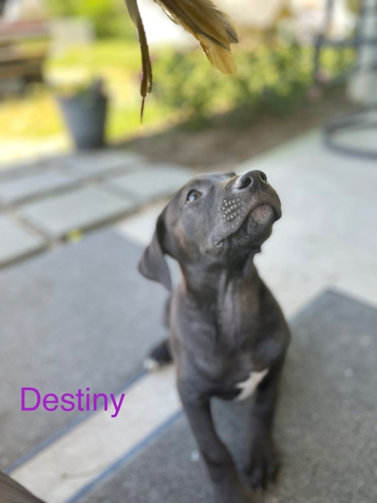 Destiny