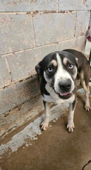 Balthazar, Young Male Beagle