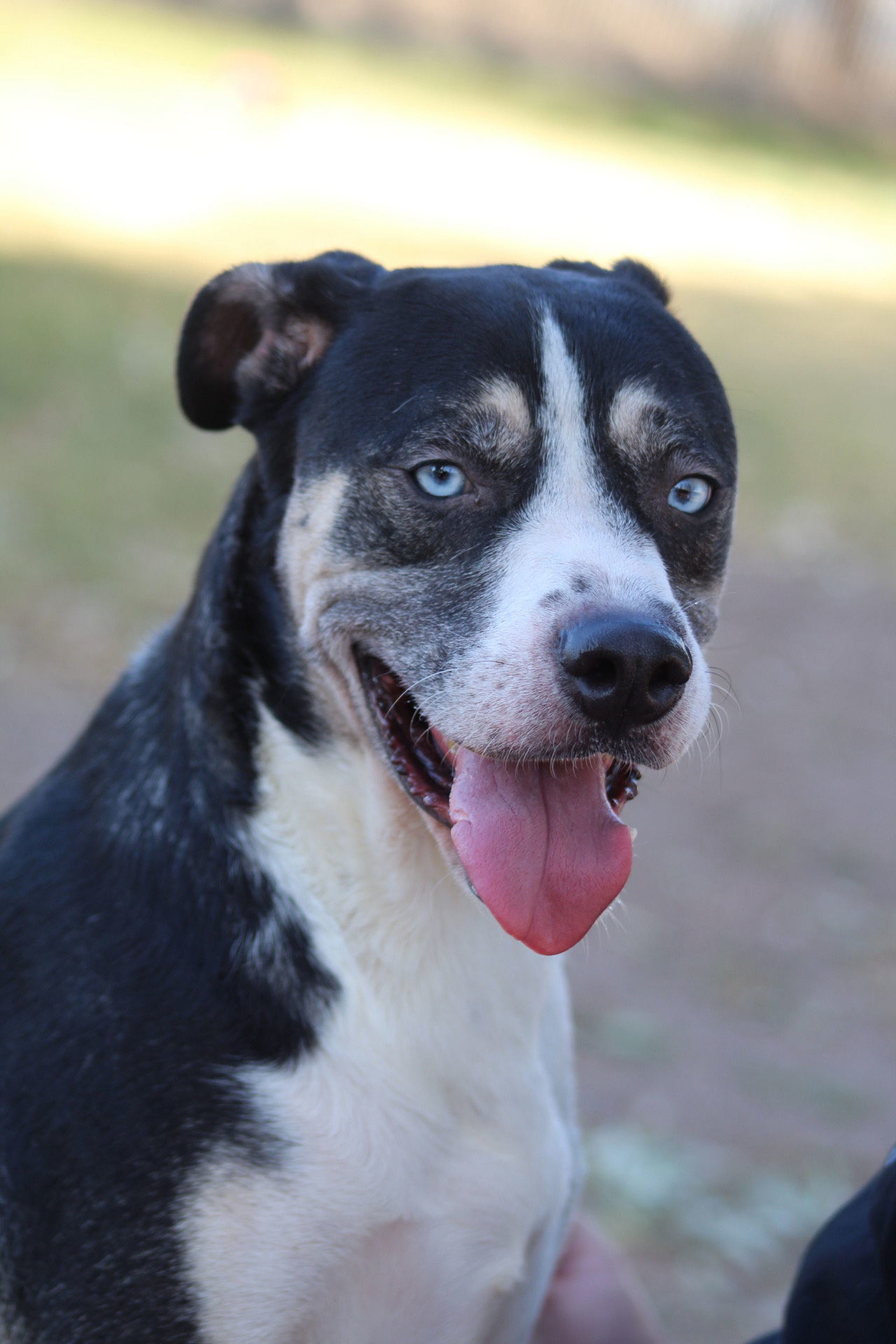 Balthazar, an adoptable Beagle in El Centro, CA, 92243 | Photo Image 1
