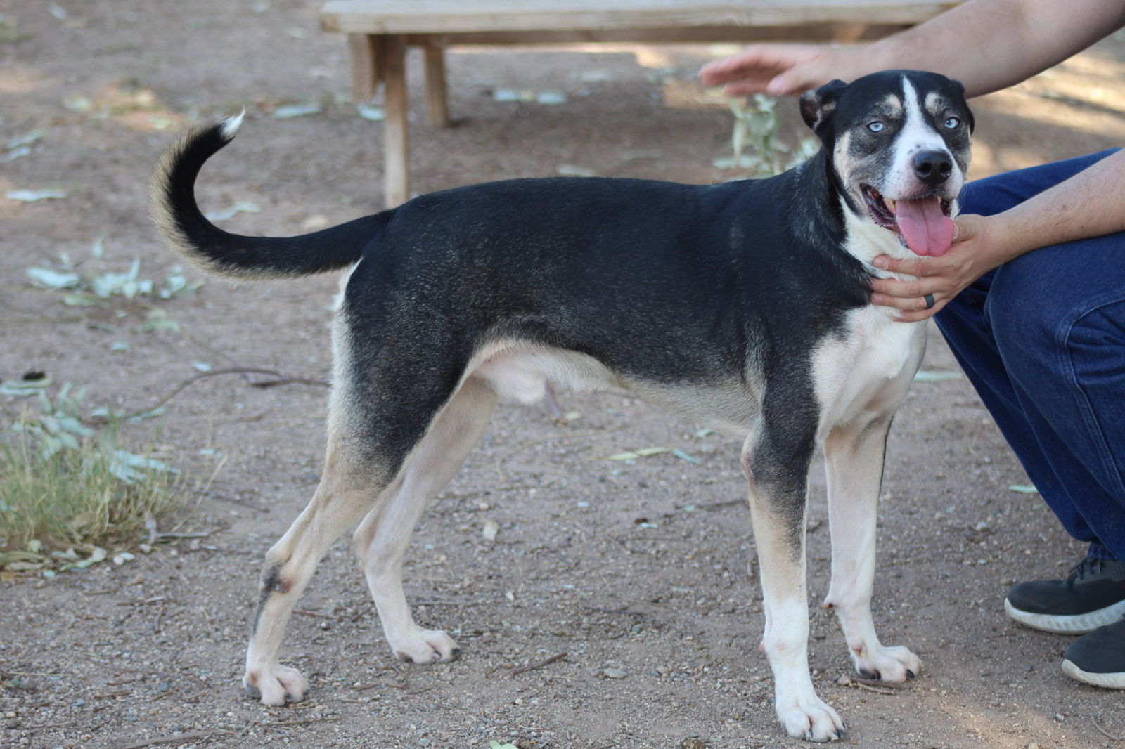 Balthazar, an adoptable Beagle in El Centro, CA, 92243 | Photo Image 2