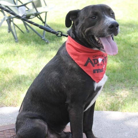 Carlton, an adoptable Pit Bull Terrier in Boone, IA, 50036 | Photo Image 1