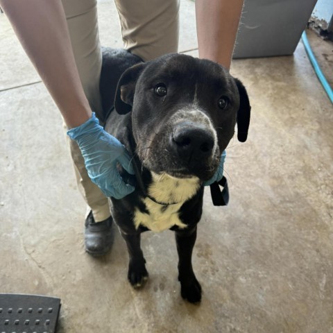 Carlton, an adoptable Pit Bull Terrier in Boone, IA, 50036 | Photo Image 4