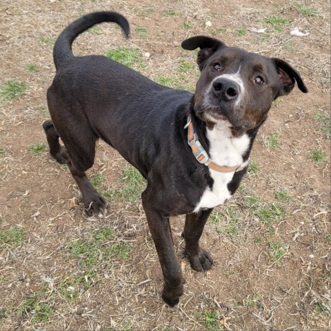 Carlton, an adoptable Pit Bull Terrier in Boone, IA, 50036 | Photo Image 5