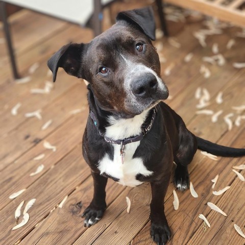 Carlton, an adoptable Pit Bull Terrier in Boone, IA, 50036 | Photo Image 6