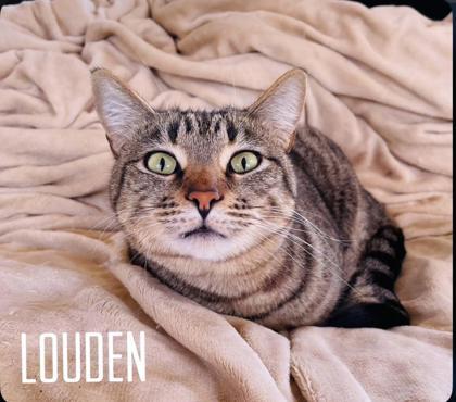 Louden