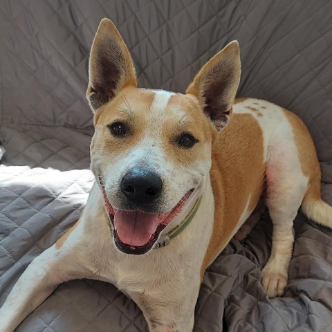 Dobie, an adoptable Cattle Dog, Mixed Breed in Ponca City, OK, 74604 | Photo Image 1