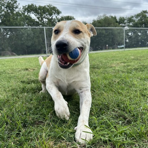 Dobie, an adoptable Cattle Dog, Mixed Breed in Ponca City, OK, 74604 | Photo Image 2