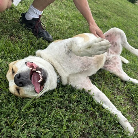 Dobie, an adoptable Cattle Dog, Mixed Breed in Ponca City, OK, 74604 | Photo Image 3