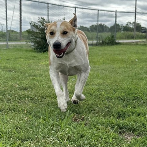 Dobie, an adoptable Cattle Dog, Mixed Breed in Ponca City, OK, 74604 | Photo Image 4