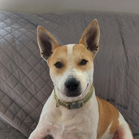 Dobie, an adoptable Cattle Dog, Mixed Breed in Ponca City, OK, 74604 | Photo Image 6