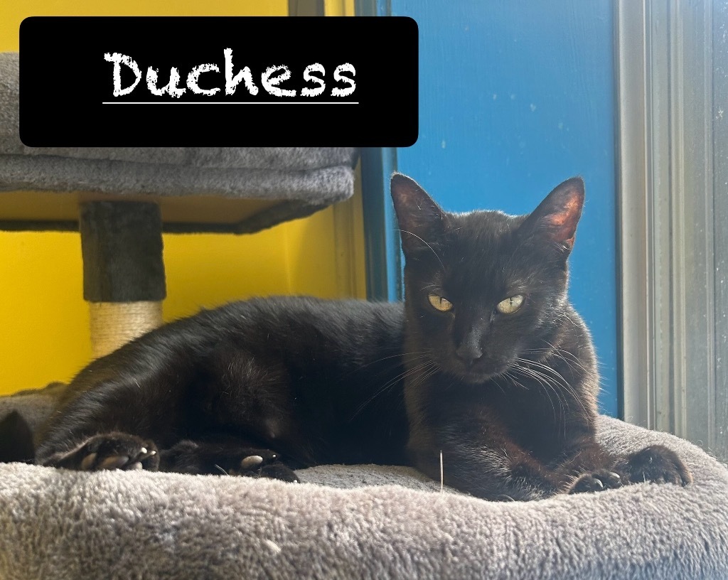 Duchess, an adoptable Domestic Short Hair in Maumelle, AR, 72113 | Photo Image 1