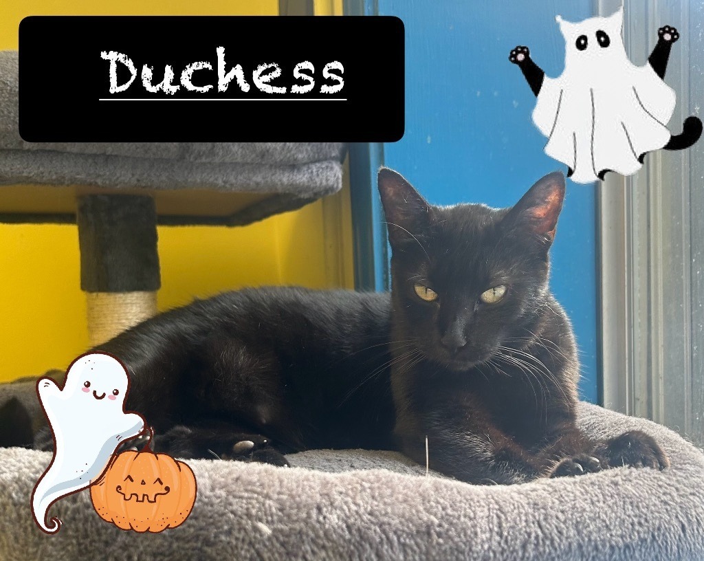 Duchess, an adoptable Domestic Short Hair in Maumelle, AR, 72113 | Photo Image 3