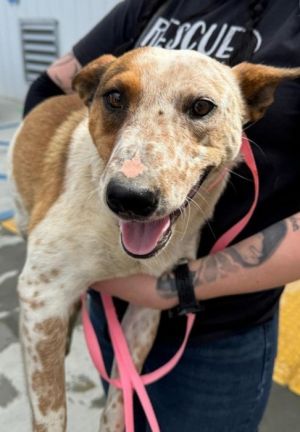 Cattle dog mix female 2 years oldSadie is a medium sized cattle-dog mix She came to us just moment