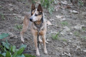 Cattle dog mix female 2 years oldMeet Calypso This little lady is loving being out of the shelter