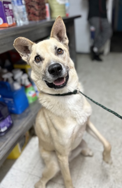 Dingo, an adoptable Shepherd, Mixed Breed in Moses Lake, WA, 98837 | Photo Image 1