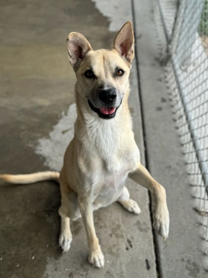 Dingo, an adoptable Shepherd, Mixed Breed in Moses Lake, WA, 98837 | Photo Image 2