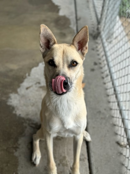 Dingo, an adoptable Shepherd, Mixed Breed in Moses Lake, WA, 98837 | Photo Image 3