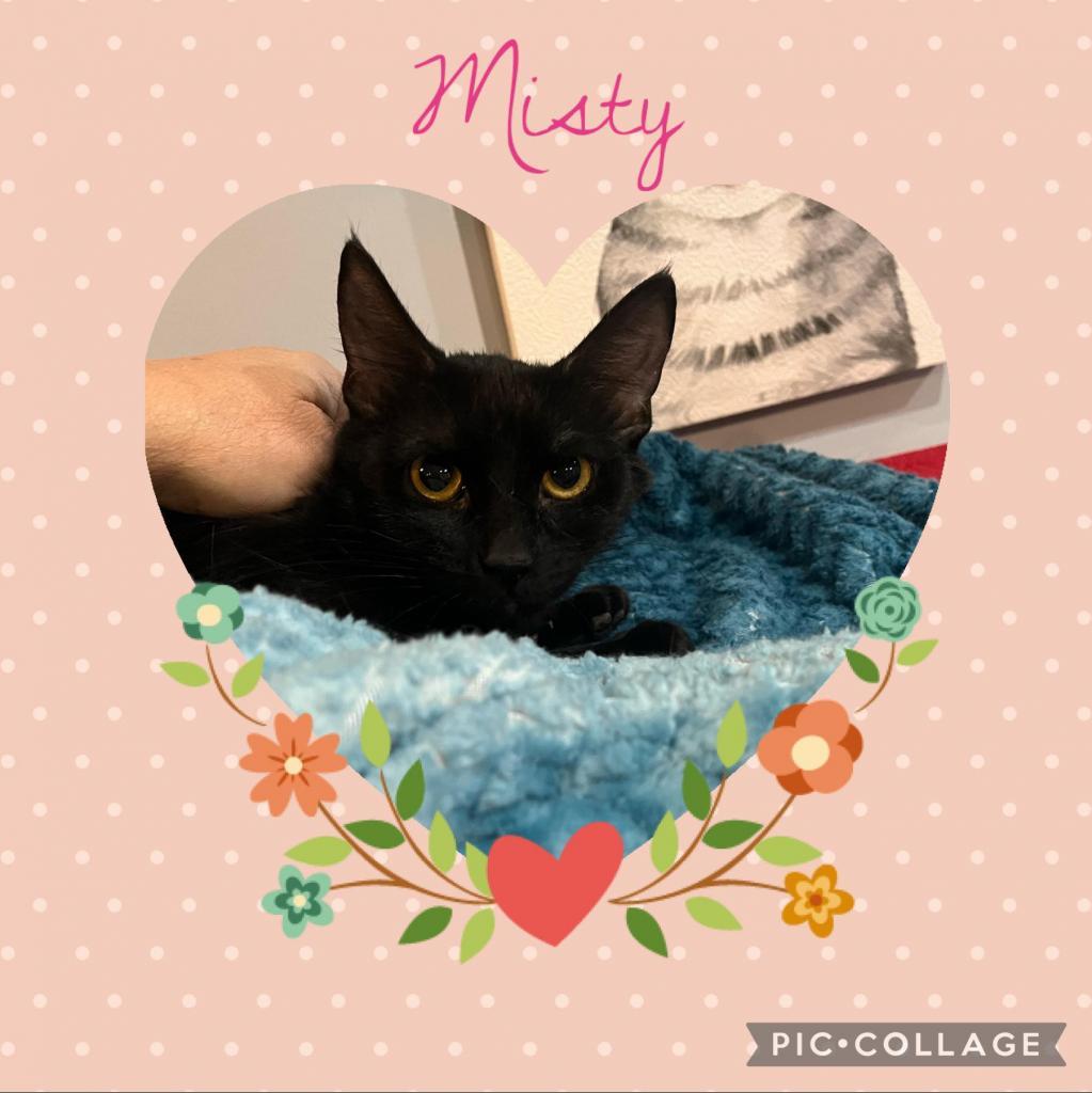 Misty, an adoptable Domestic Short Hair in Spring Hill, KS, 66083 | Photo Image 1