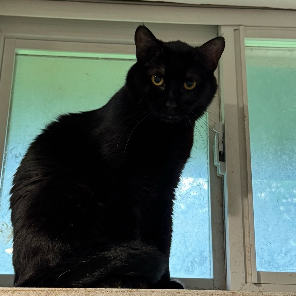 Misty, an adoptable Domestic Short Hair in Spring Hill, KS, 66083 | Photo Image 1