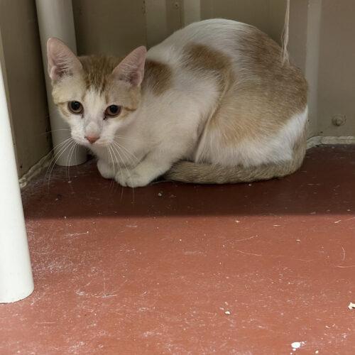 Crabapple, an adoptable Domestic Short Hair in Pauls Valley, OK, 73075 | Photo Image 1