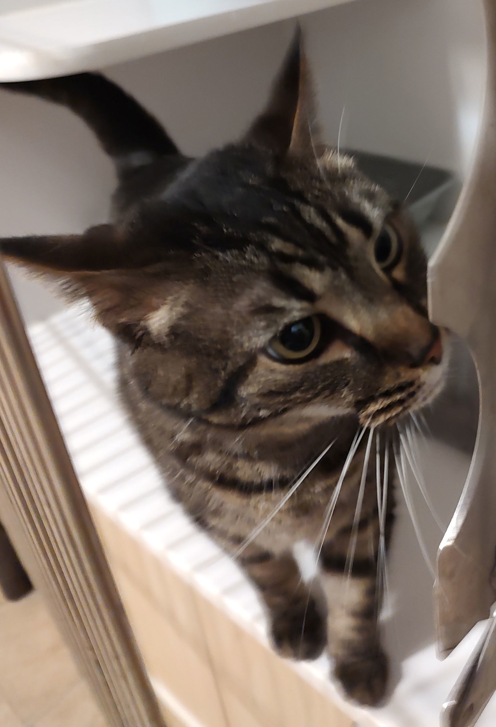 Zoey, an adoptable Domestic Short Hair in Phoenix, AZ, 85023 | Photo Image 1