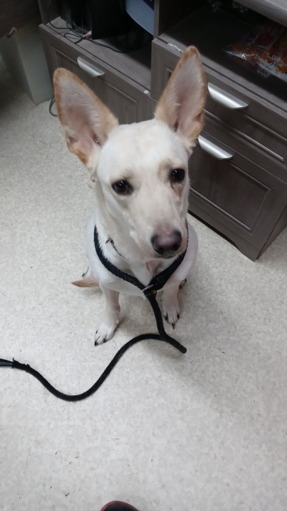 Pink, an adoptable Shepherd, Mixed Breed in Virginia, MN, 55792 | Photo Image 1