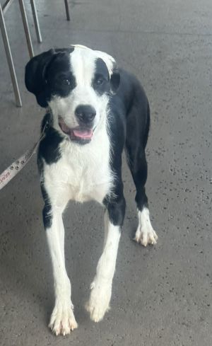 Evan, Young Male Labrador Retriever