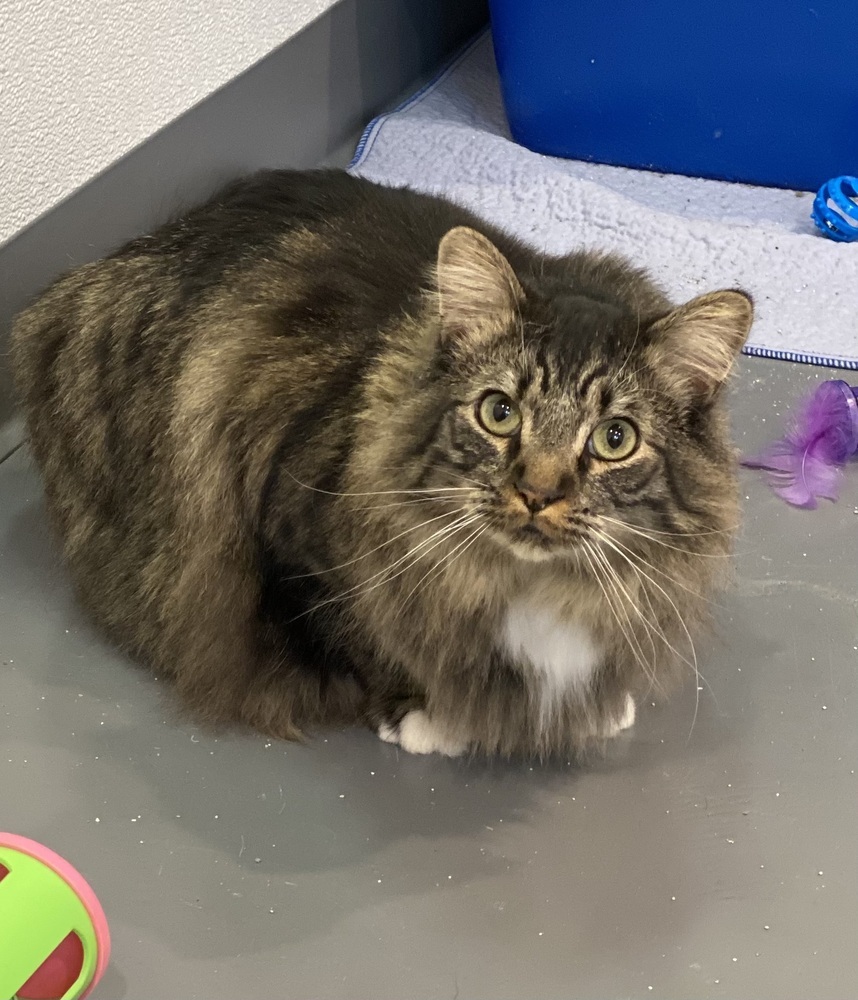 Pippin, an adoptable Siberian, Maine Coon in Franklin, PA, 16323 | Photo Image 1