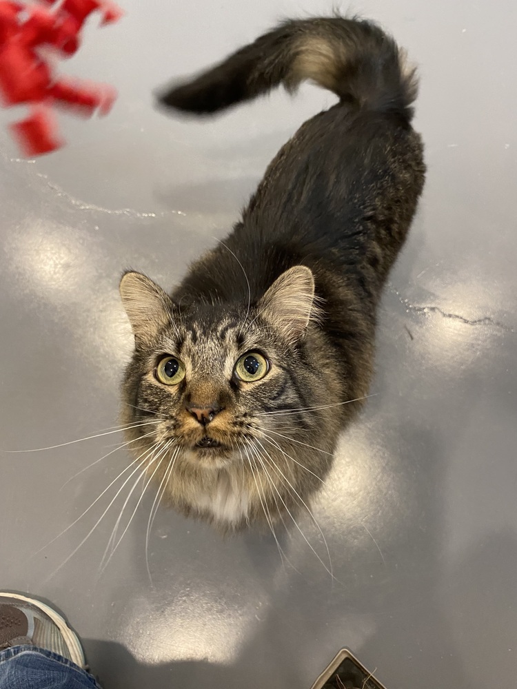 Pippin, an adoptable Siberian, Maine Coon in Franklin, PA, 16323 | Photo Image 2