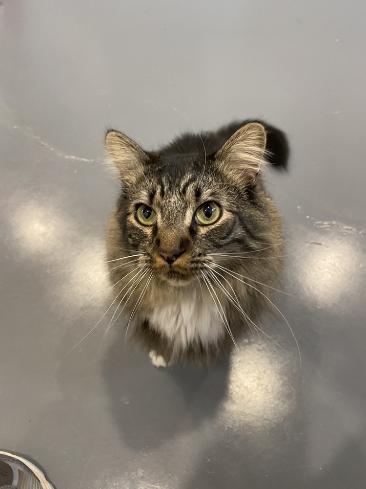 Pippin, an adoptable Siberian, Maine Coon in Franklin, PA, 16323 | Photo Image 3