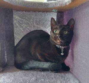 Toothless, Young Male Domestic Short Hair