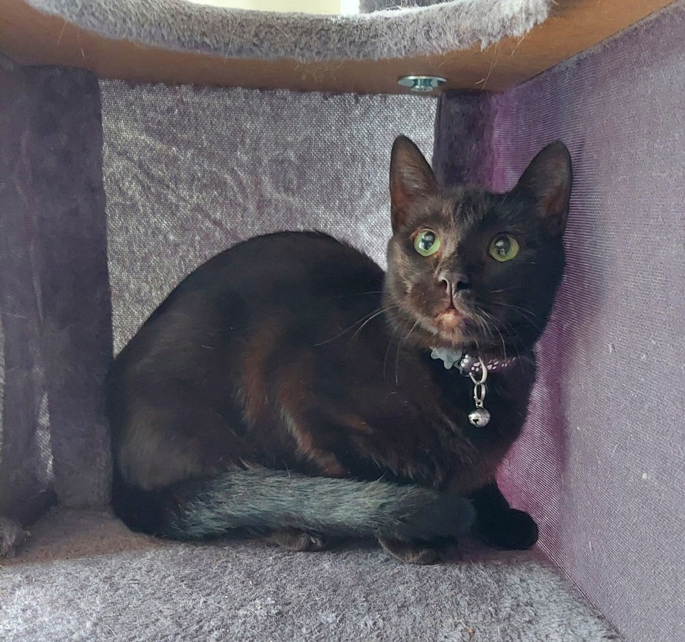 Toothless, an adoptable Domestic Short Hair in Panama city, FL, 32402 | Photo Image 1