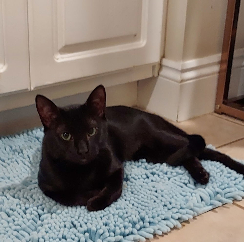 Toothless, an adoptable Domestic Short Hair in Panama city, FL, 32402 | Photo Image 2