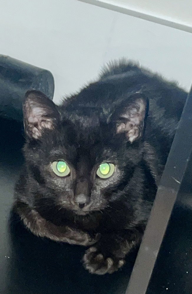 Toothless, an adoptable Domestic Short Hair in Panama city, FL, 32402 | Photo Image 3