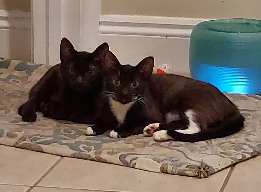 Toothless, an adoptable Domestic Short Hair in Panama city, FL, 32402 | Photo Image 3