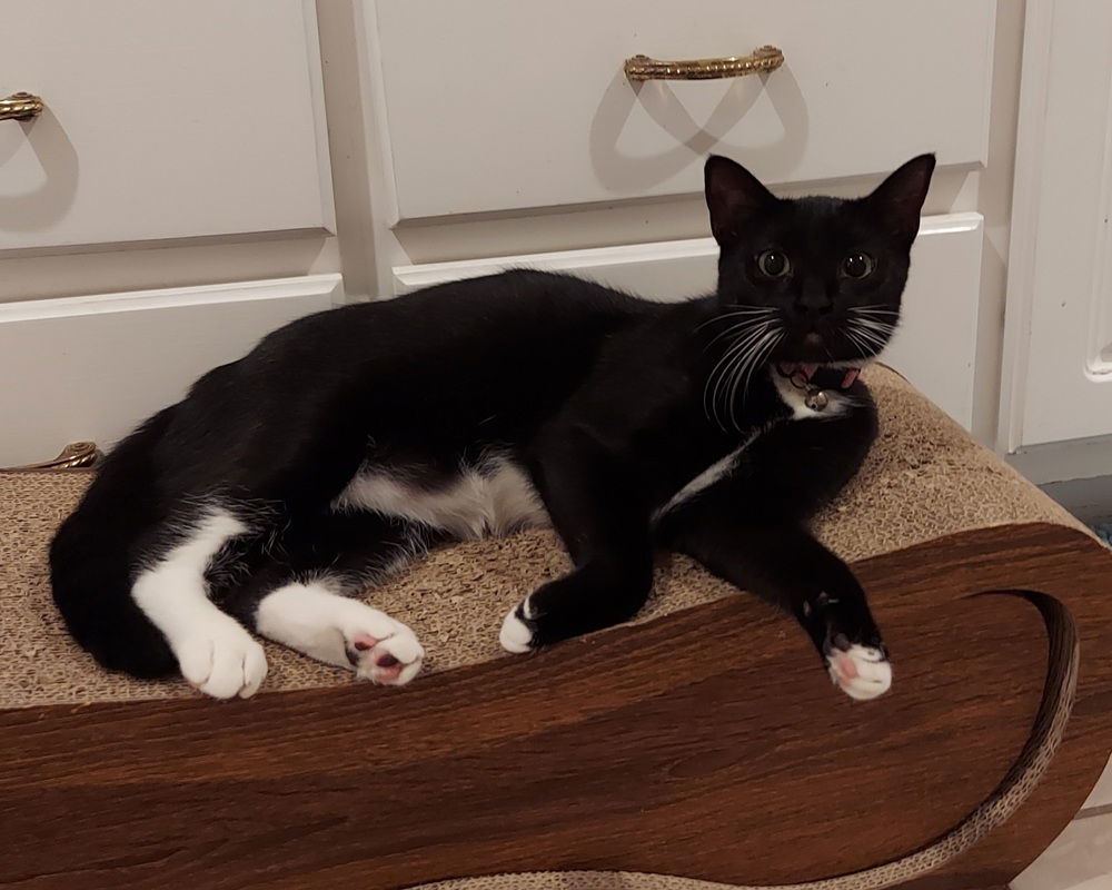 Zora, an adoptable Domestic Short Hair in Panama city, FL, 32402 | Photo Image 1