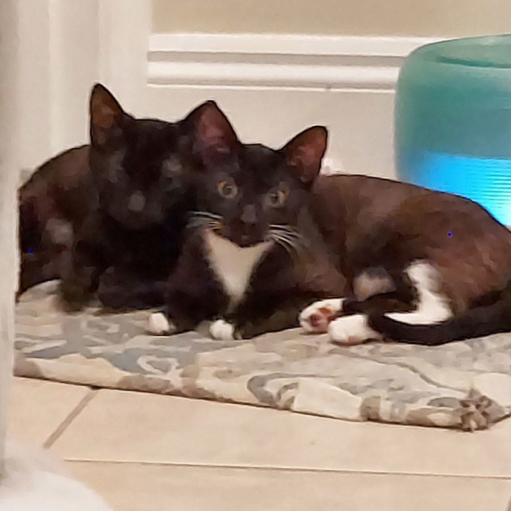 Zora, an adoptable Domestic Short Hair in Panama city, FL, 32402 | Photo Image 2