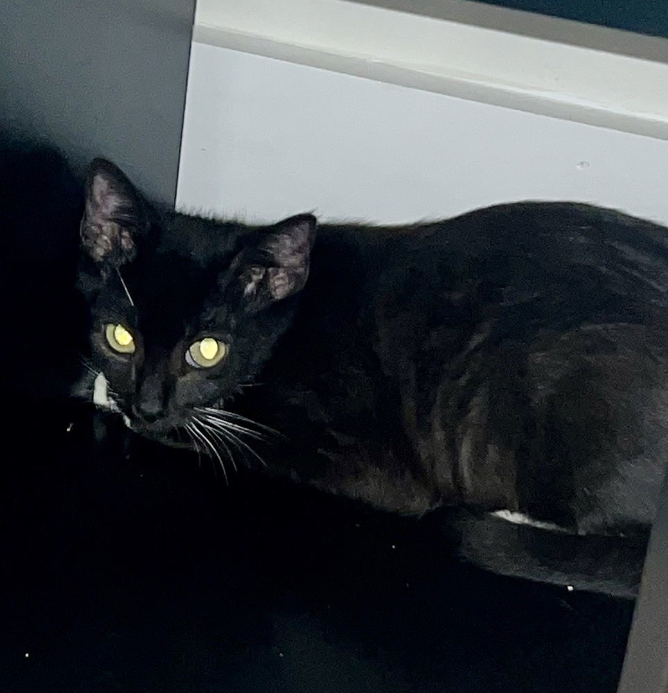 Zora, an adoptable Domestic Short Hair in Panama city, FL, 32402 | Photo Image 3